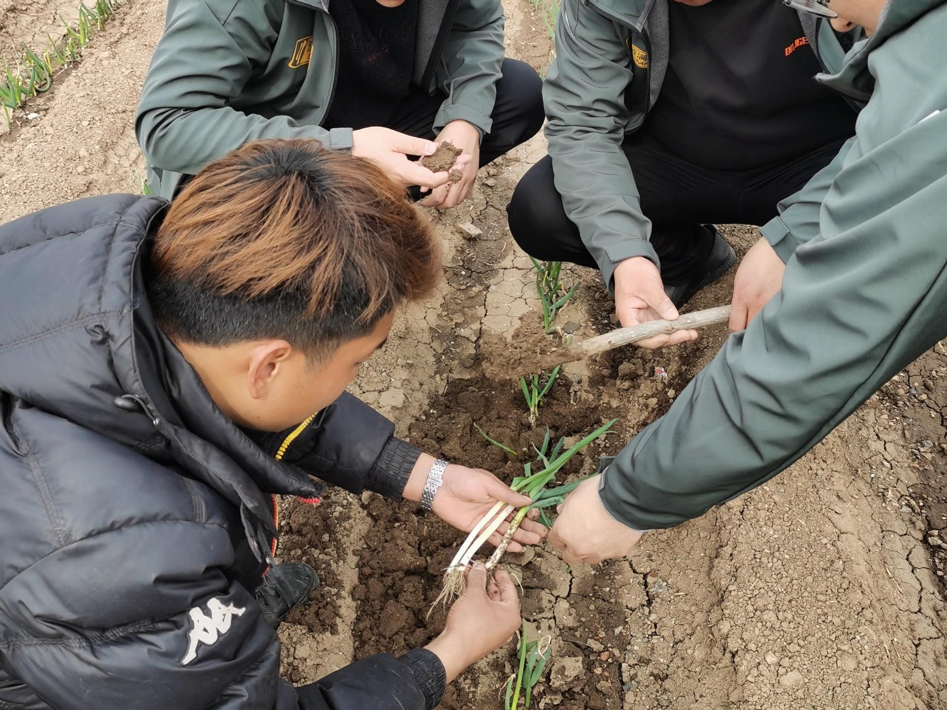 大葱种植技术