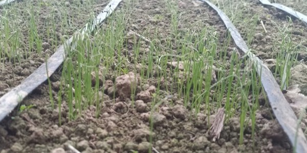 大葱种植技术之春季育苗有哪些注意事项