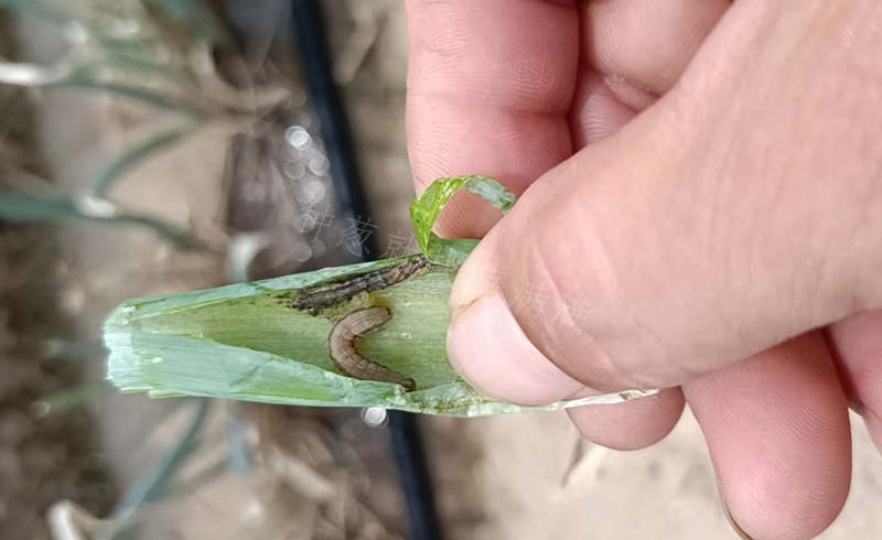 青虫成虫