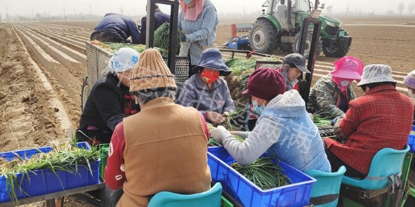 葱满满邀您见证机械种葱：种葱忙，移栽“神器”来帮忙