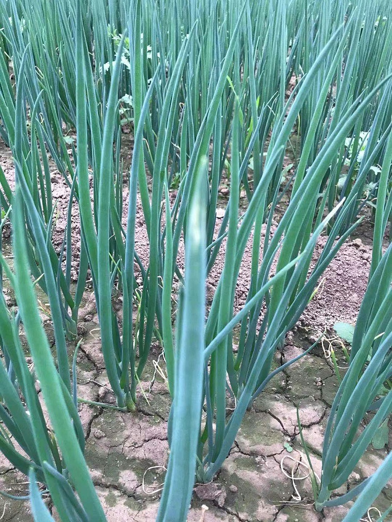 种大葱用什么肥料好