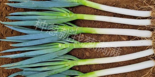 什么肥能让大葱快速生长?大葱施什么肥料长得快?