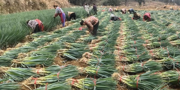 谷贱伤农，大葱市场的春天何时到来