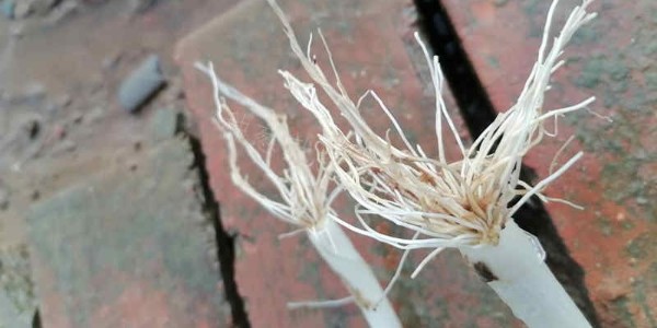 大葱根系发育特点有哪些?葱根发育不良有哪些原因?