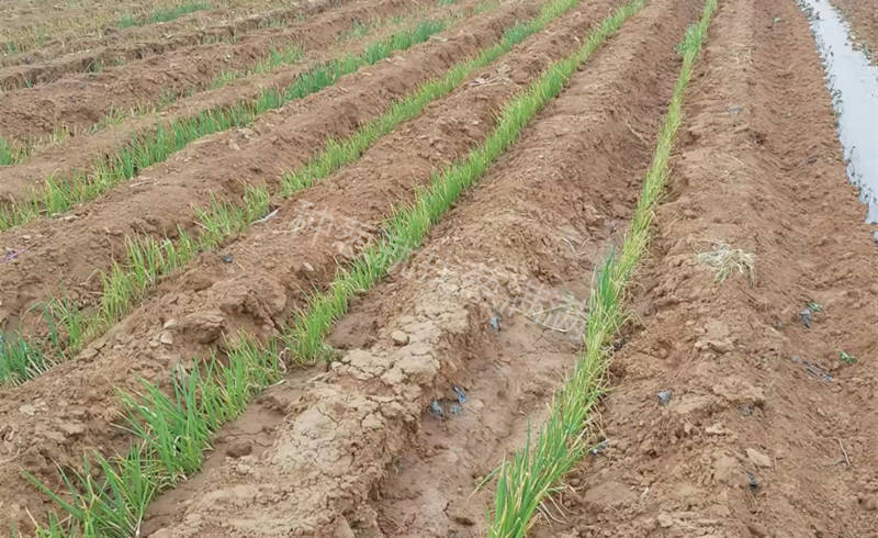 南阳新野移栽缓苗