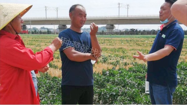 河南长葛钢葱种植线上线下同步技术指导