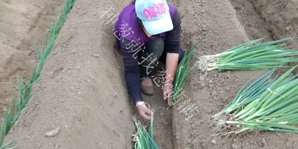 大葱种植时间和方法