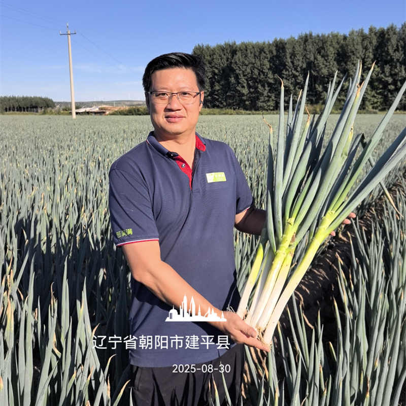 辽宁建平大葱实拍
