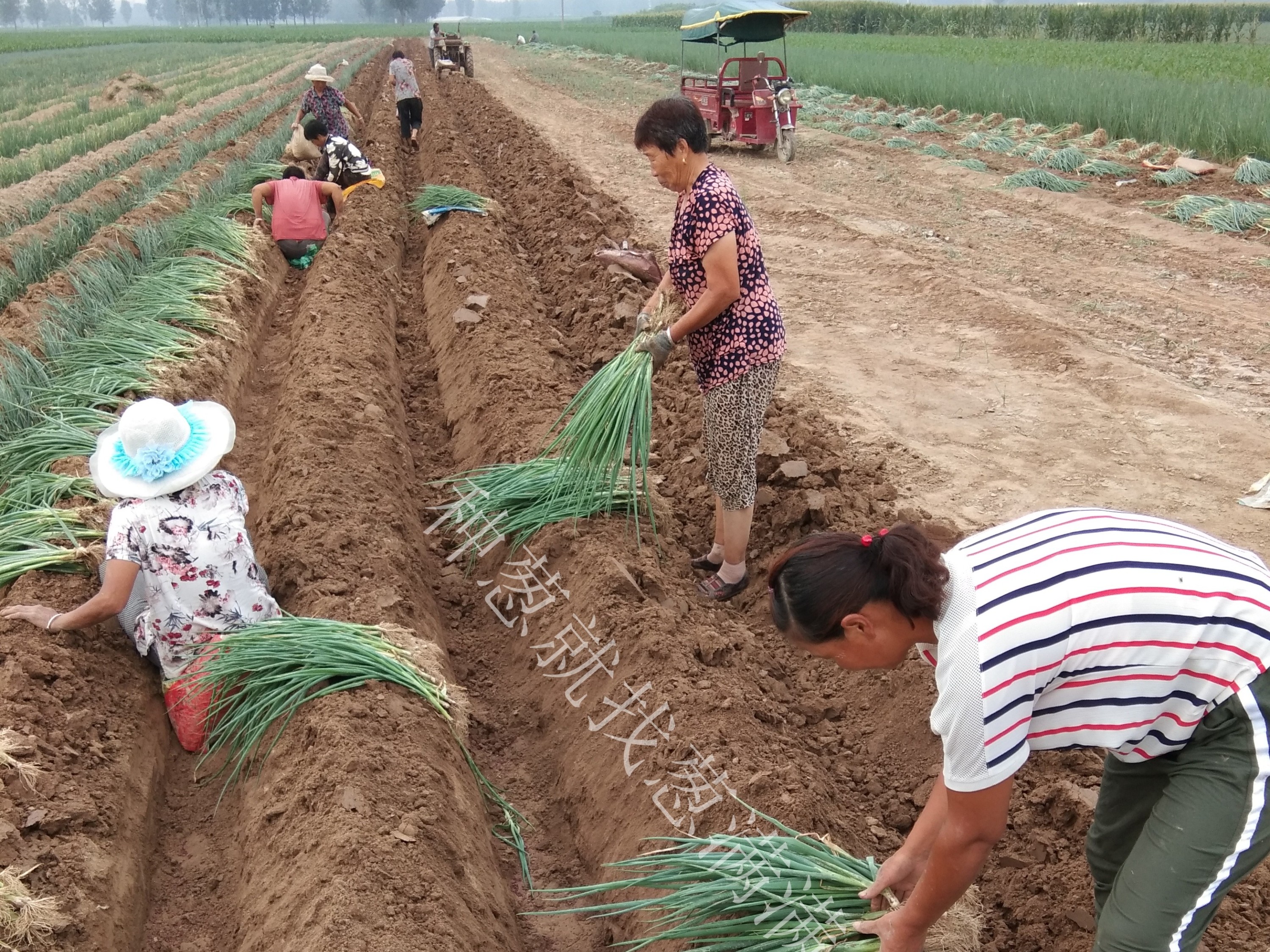 大葱种植技术：冬葱栽培移栽后越夏缓苗期应该怎样进行管理？