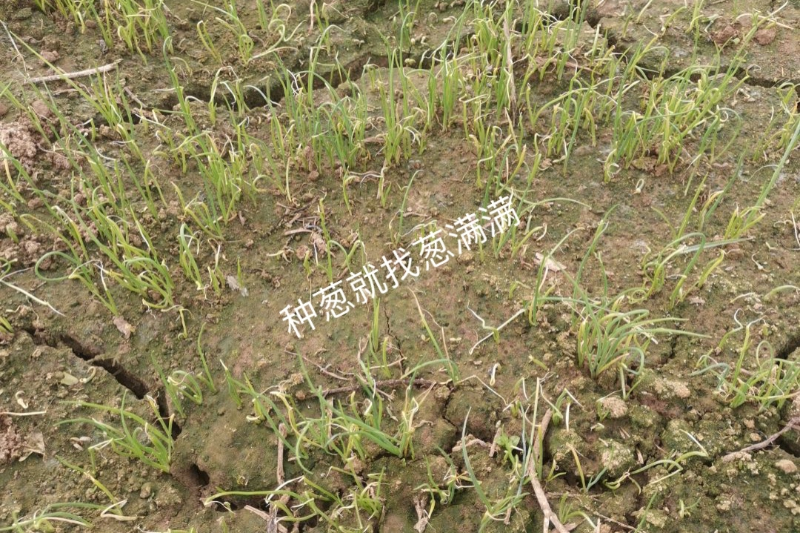 大葱苗床病害