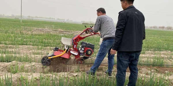 原来大葱培土还有这么多讲究.这些培土要点您知道吗?