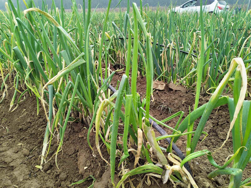 山东大葱雨后病害