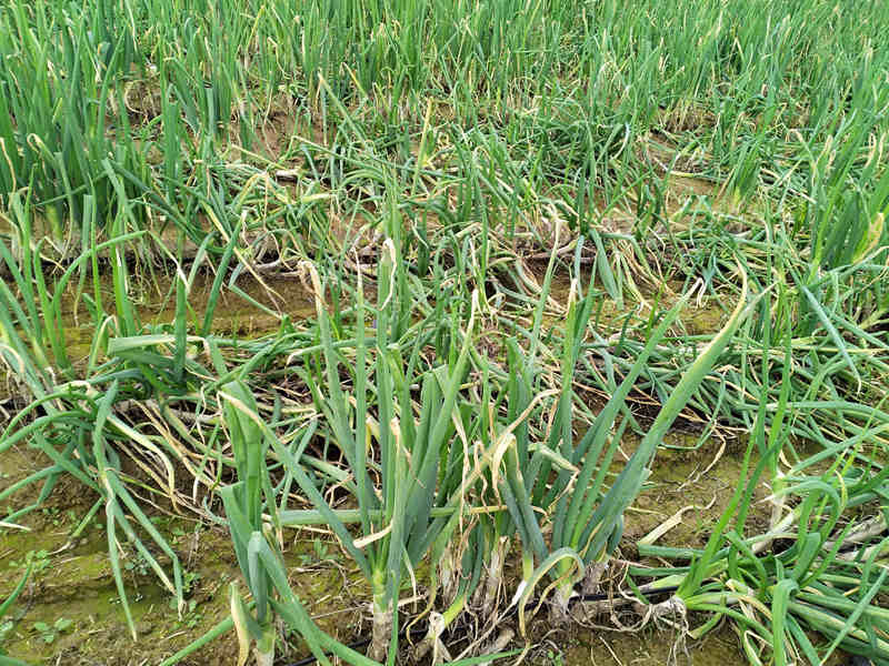 山东大葱倒伏