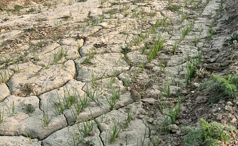 土壤板结实拍