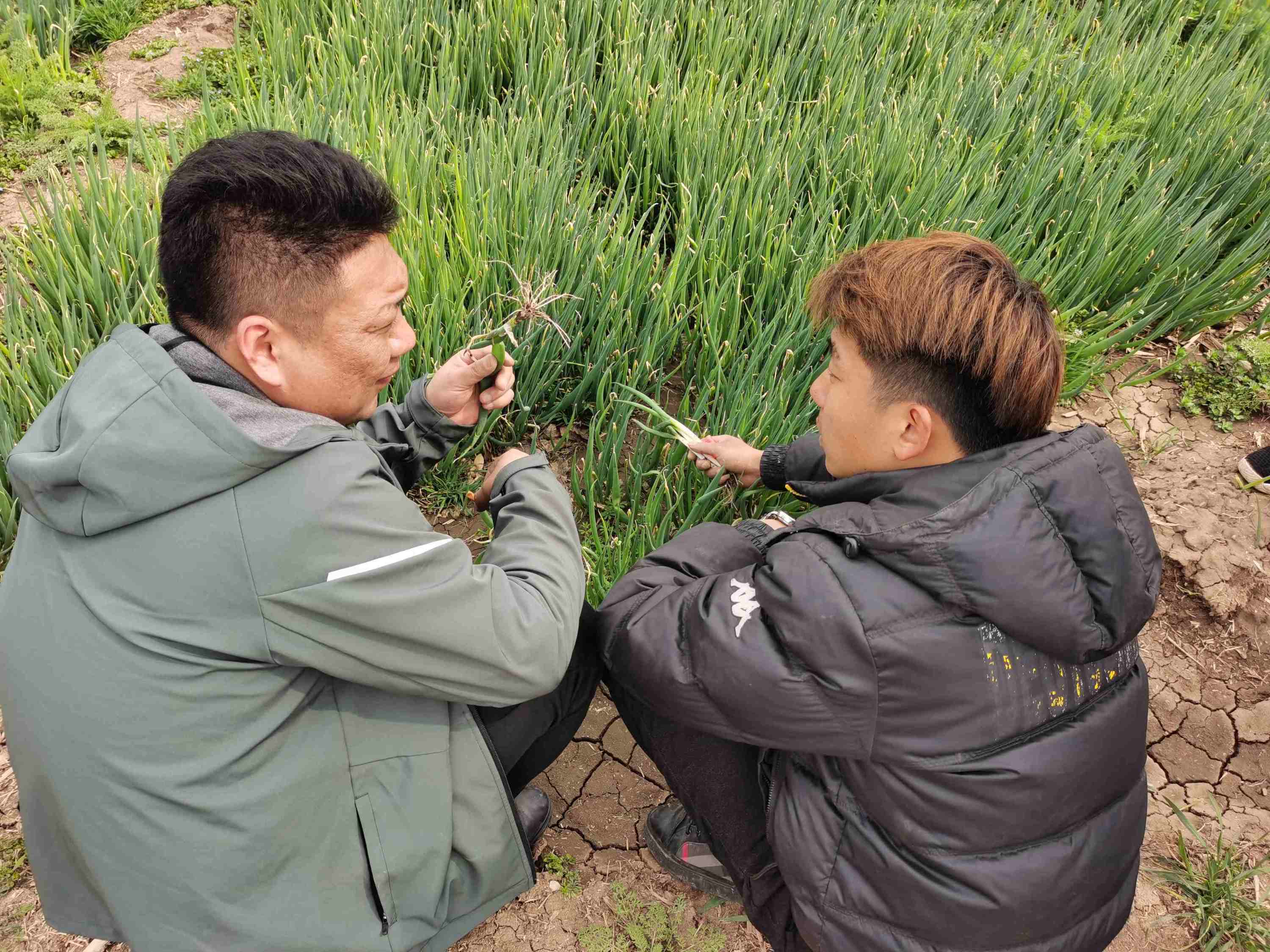 大葱种植技术