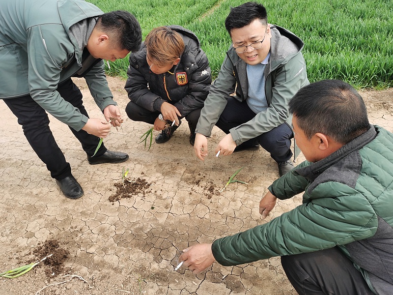 大葱种植技术