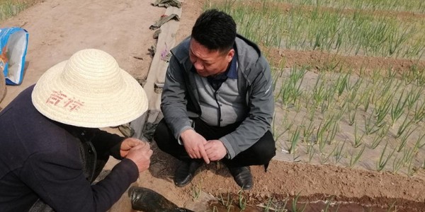 种植大葱如何预防病害，这些防治误区千万别踩雷