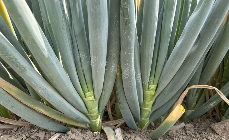 美白晚抽拔节