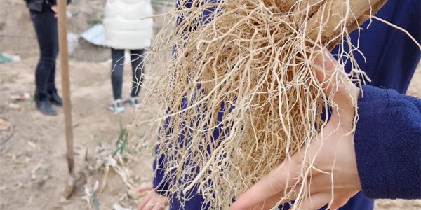 种植大葱一定要养根,原因就在这