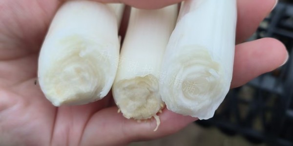 种植大葱为什么要使用钾肥？葱白不发空的关键就在这