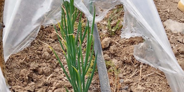 大葱育苗播种后必须要铺地膜吗?