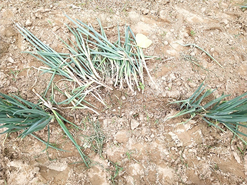 大葱种植技术