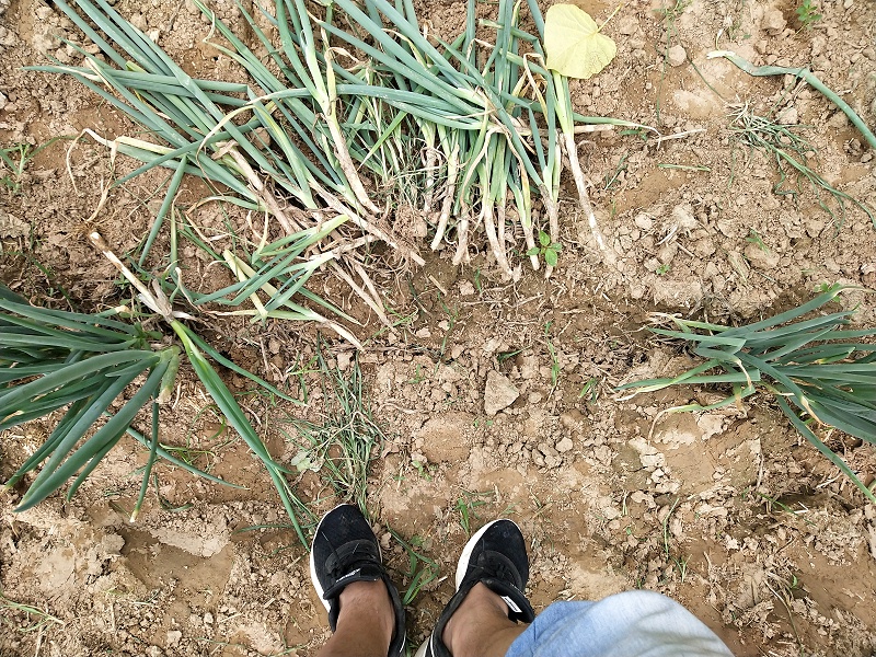 大葱种植技术