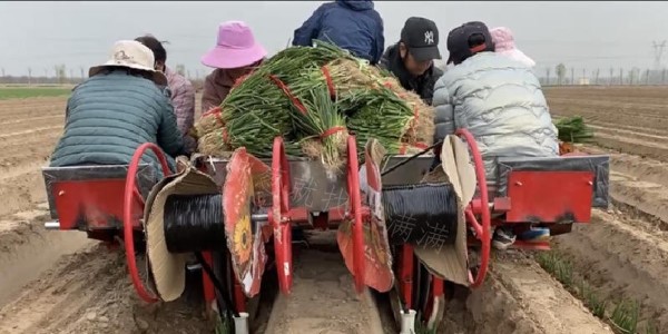 葱满满大葱双高种植教学基地今日开始移栽