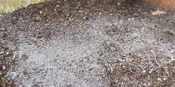 种植大葱可以施用草木灰吗?草木灰对大葱生长有哪些作用