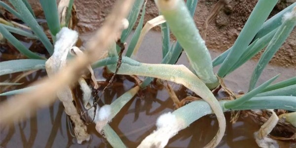 雨后大葱分叉倒伏还开裤如何急救