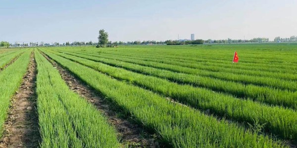 如果你在大葱育苗之前，能看到这篇文章，多好啊