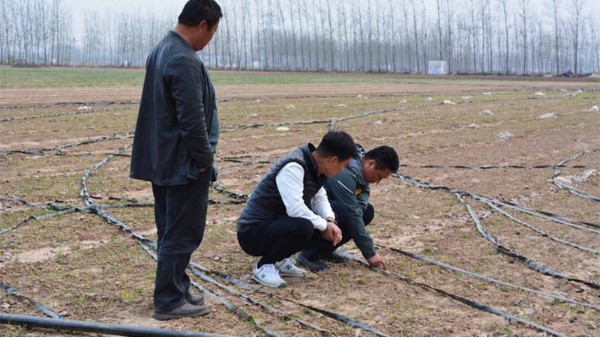 河南漯河临颍500亩钢葱种植案例