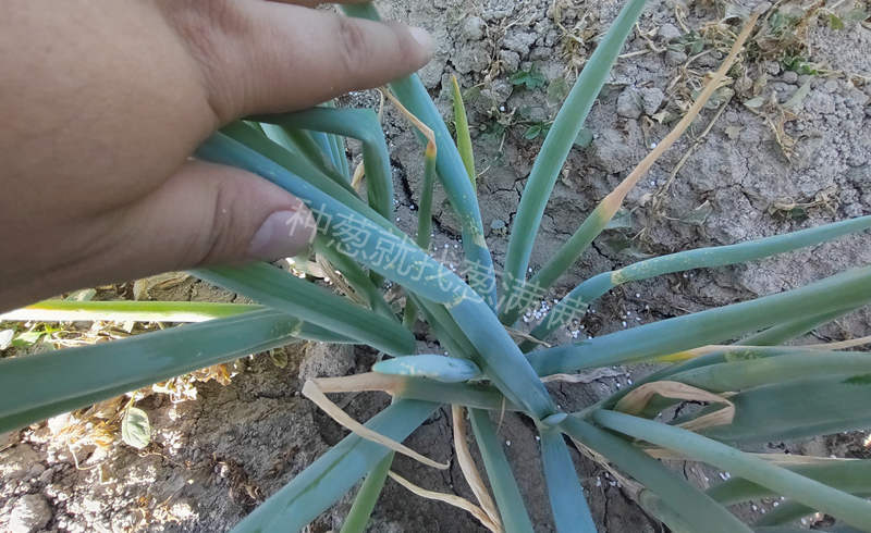 大葱重茬病虫害