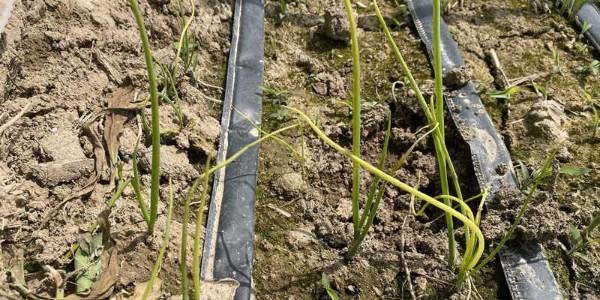 您的葱苗正在慢性自杀，苗黄苗弱防治莫大意