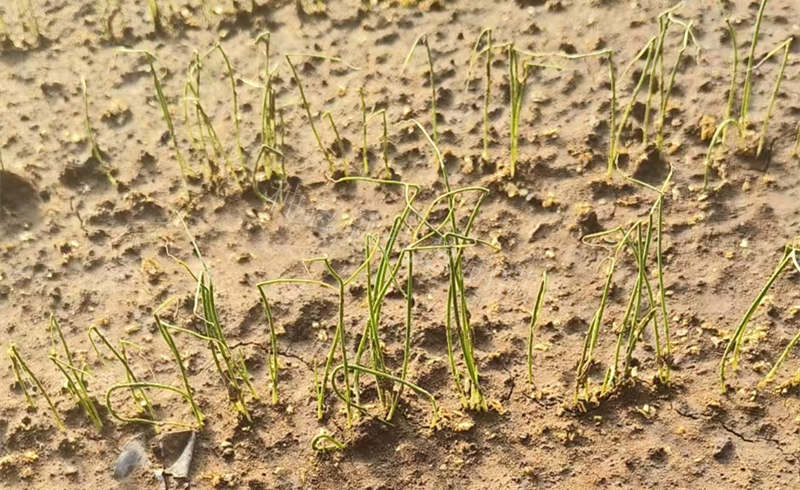 猝倒河北涿州 猝倒河北涿州