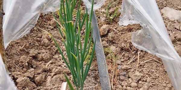 大葱育苗播种后需要施肥吗?种植大葱哪种肥料能壮苗?