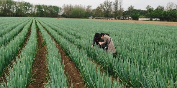 大葱种植方法_怎样栽大葱才能高产长得好