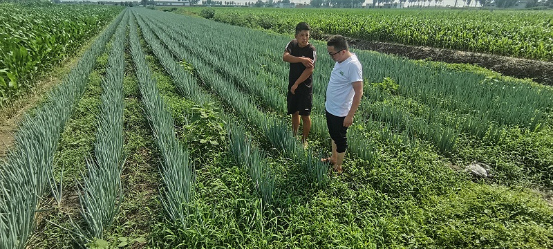 大葱种植技术