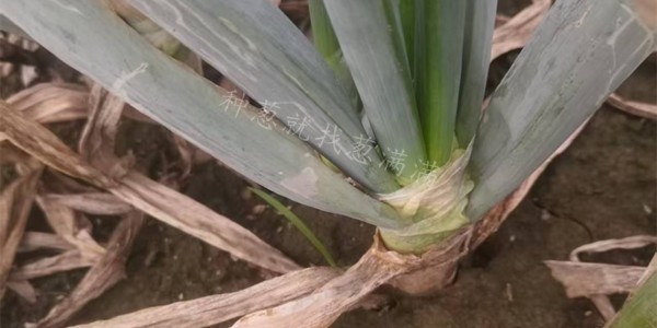 大葱在不同生长时期遭遇降雨对品相有哪些影响