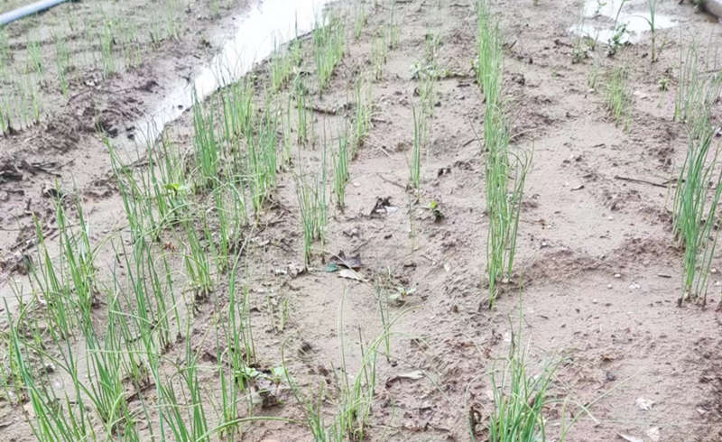 雨后光辉苗床