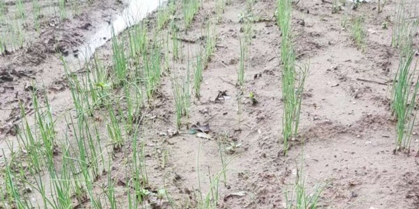 大葱育苗苗床雨后如何管理