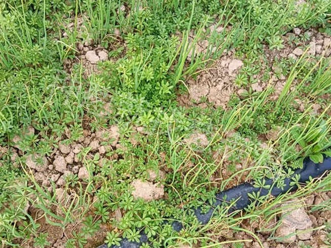 大葱种植田间除草有哪些注意事项