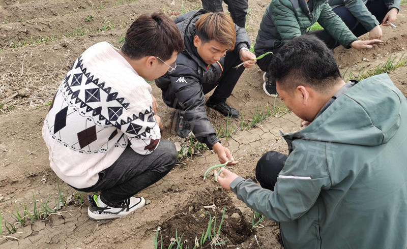 葱满满为葱农指导种葱技术