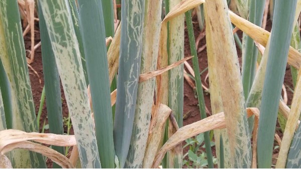 种植大葱如何预防葱蓟马和斑潜蝇