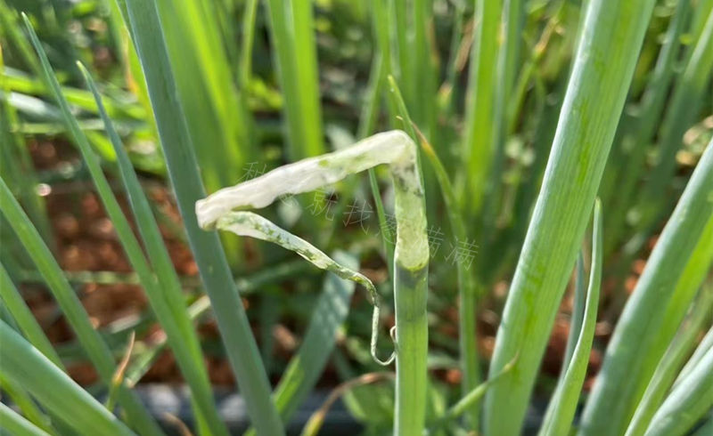 青虫霜霉疫病