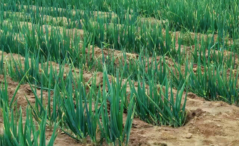 阴雨天后大葱干尖黄叶严重