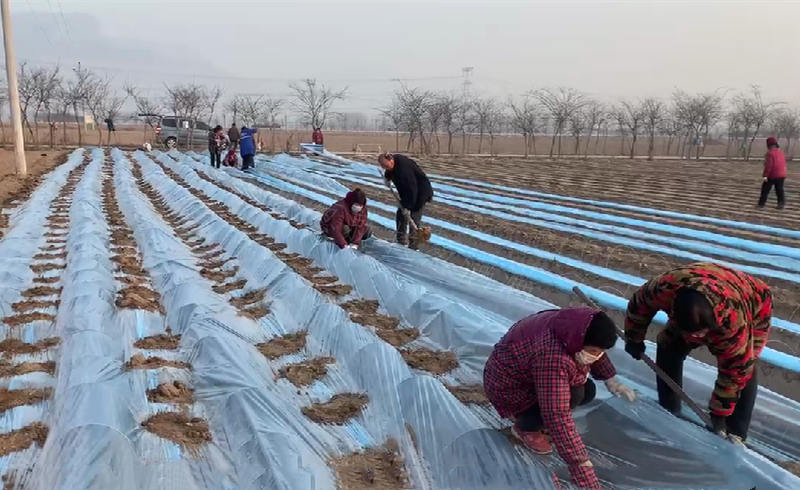 基地移栽后搭建拱棚