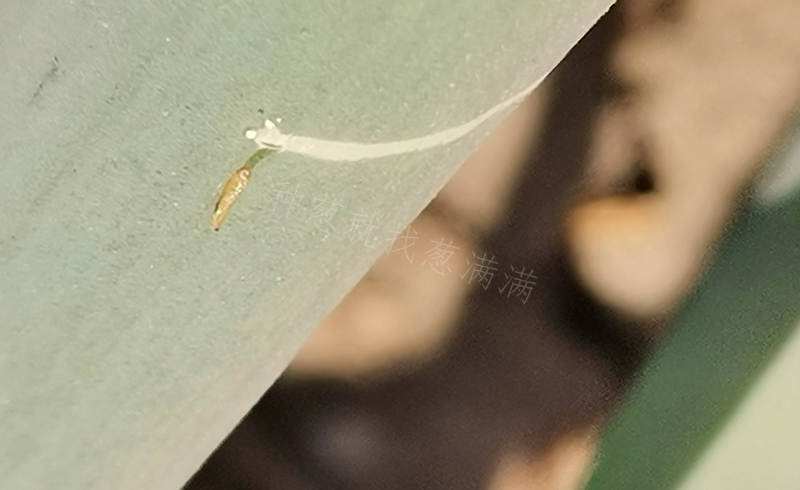 大葱斑潜蝇啃咬葱叶