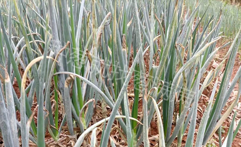 霜霉灰霉疫病