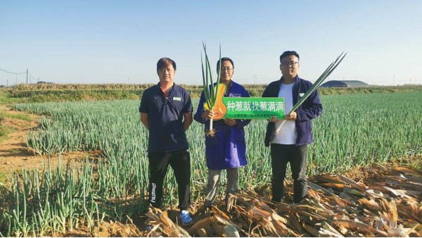 河北秦皇岛钢葱头年种植案例